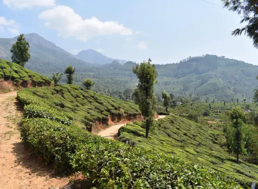 Kochi-Munnar-Alleppey Tour Packages