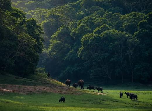 Munnar-Thekkady-Alappuzha Tour Packages